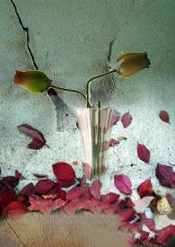 雁双飞简谱伴奏