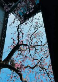 公主只想睡遍后宫(男生子)锦宜