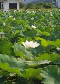 花神攻略